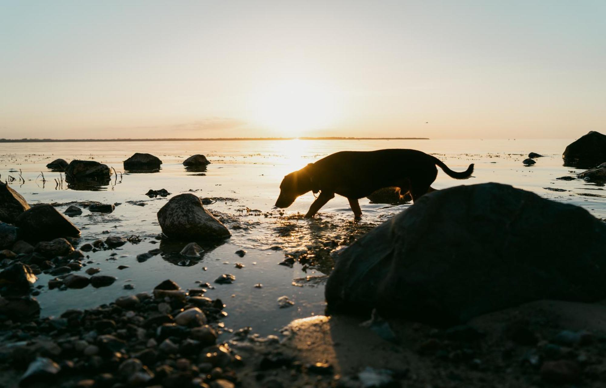 Tallskog - Dein Apartment Am Naturstrand Hohen Wieschendorf Hohenkirchen  Kültér fotó